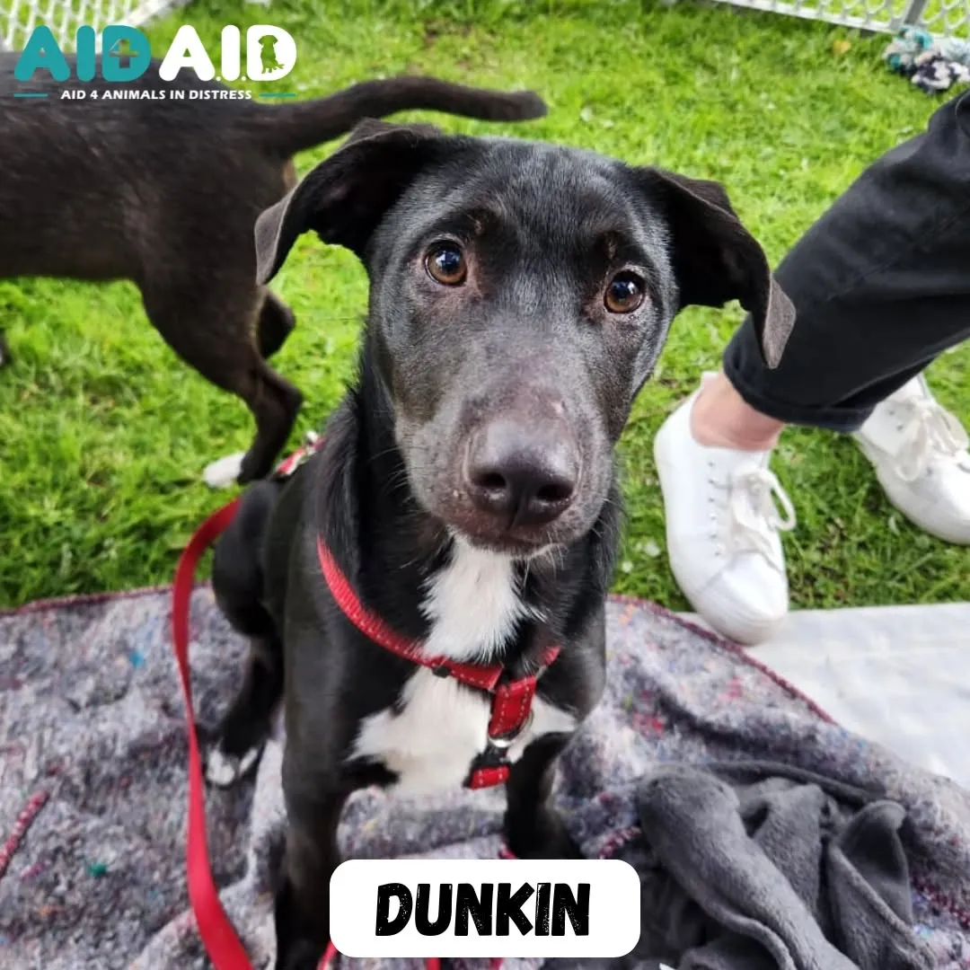 Dunkin, a Crossbreed (Beige & White) looking for a home through Aid4Aid