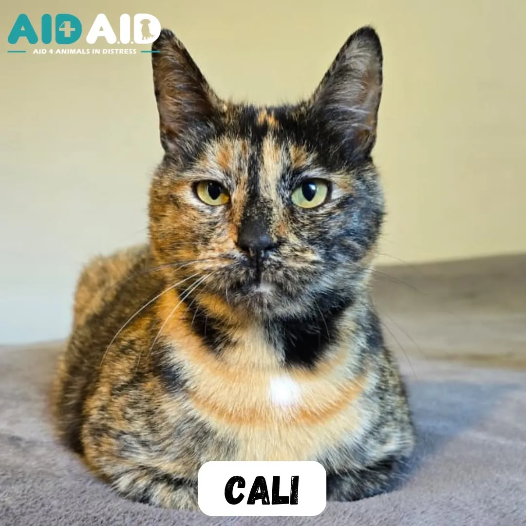 Cali, a DSH (Tortoise Shell) looking for a home through Aid4Aid