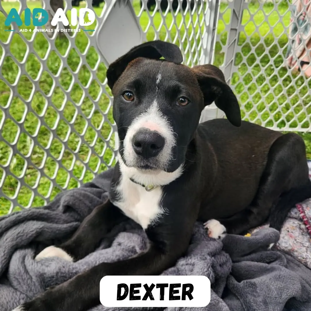 Dexter, a Crossbreed (Black & White) looking for a home through Aid4Aid