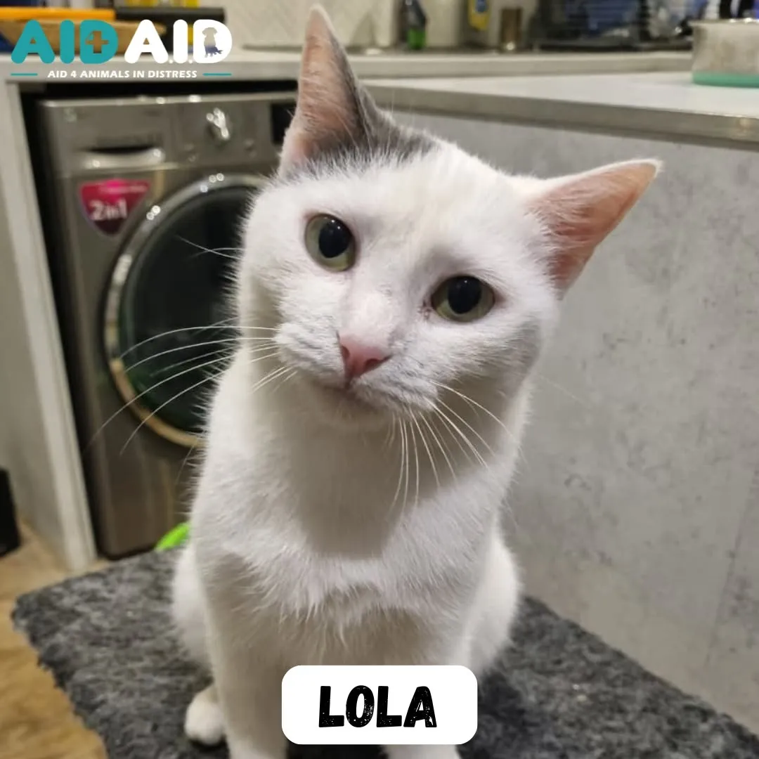 Lola, a DSH (Grey & White) looking for a home through Aid4Aid