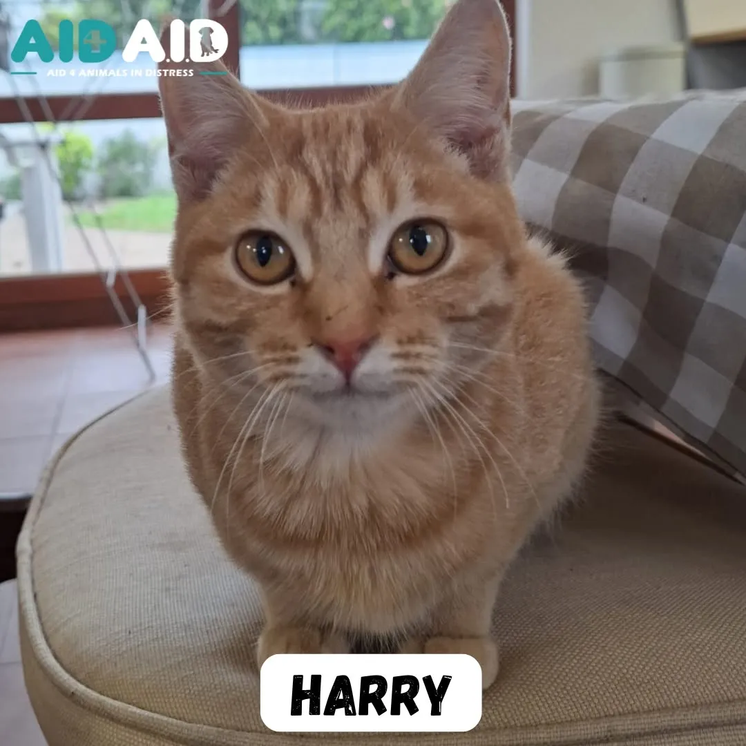 Harry, a DSH (Ginger) looking for a home through Aid4Aid