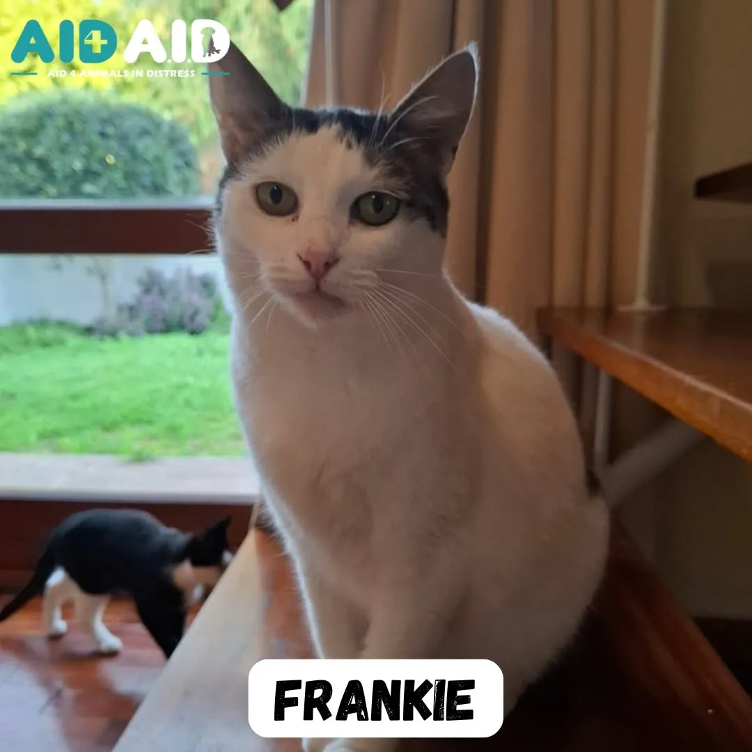 Frankie, a DSH (Tabby & White) looking for a home through Aid4Aid