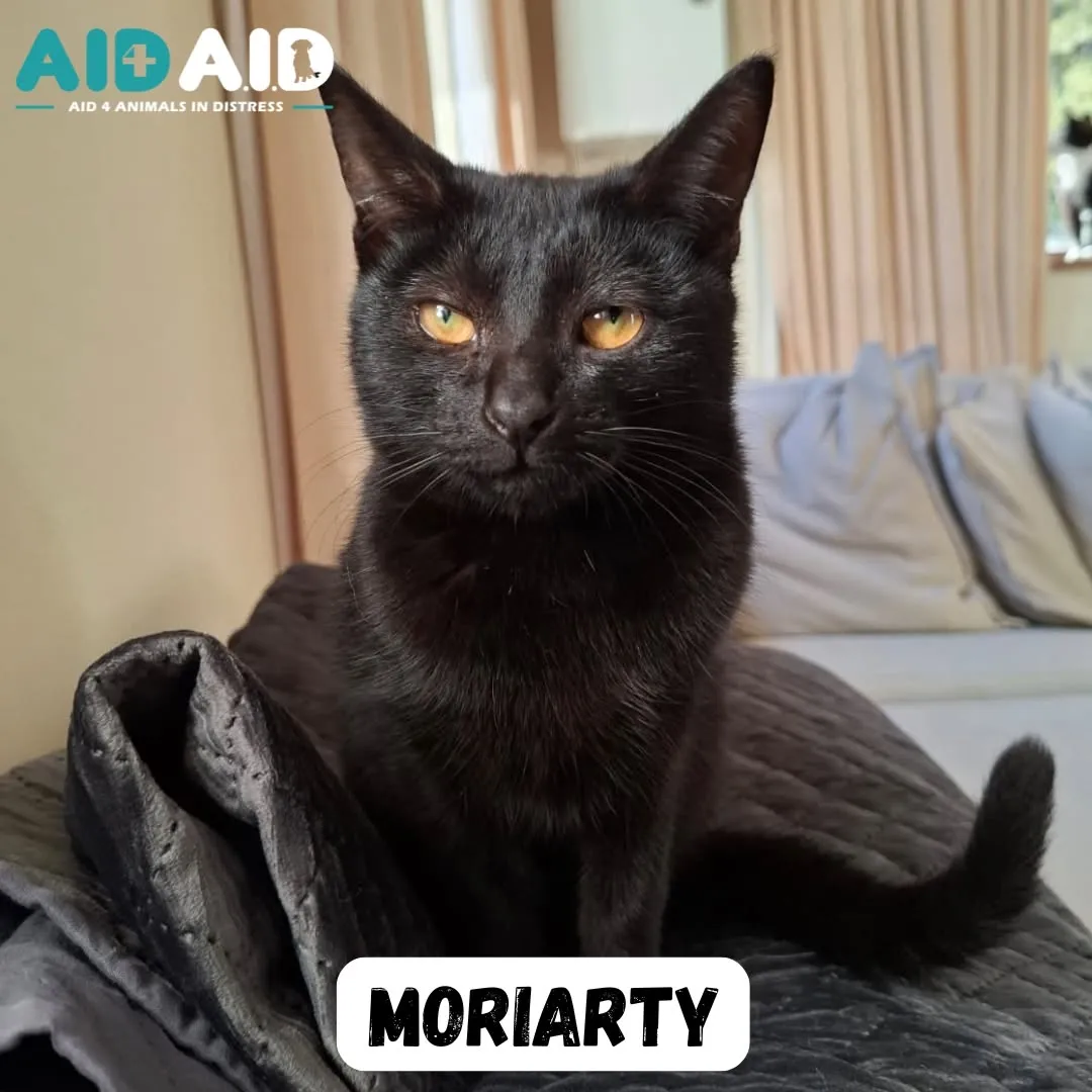 Moriarty, a DSH (Black) looking for a home through Aid4Aid