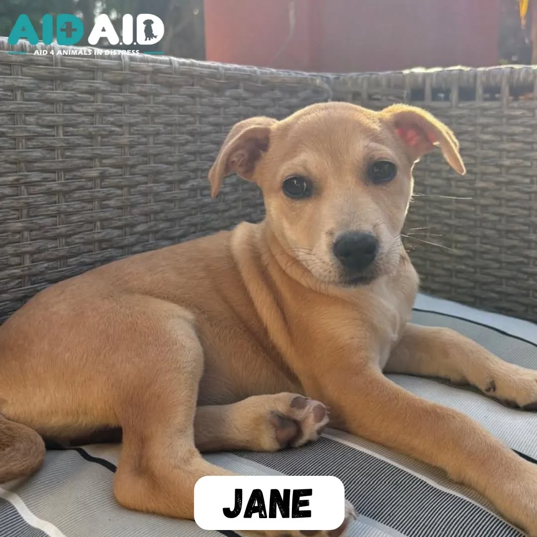 Jane, a Crossbreed (Beige) looking for a home through Aid4Aid