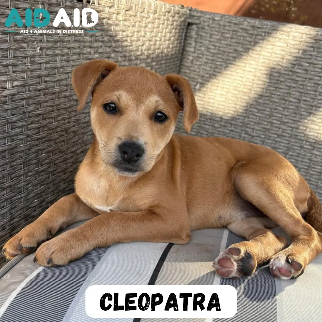 Cleopatra, a Crossbreed (Red/Beige) looking for a home through Aid4Aid