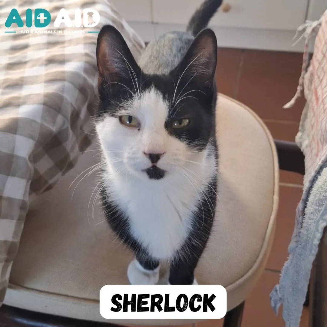 Sherlock, a DSH (Black & White) looking for a home through Aid4Aid