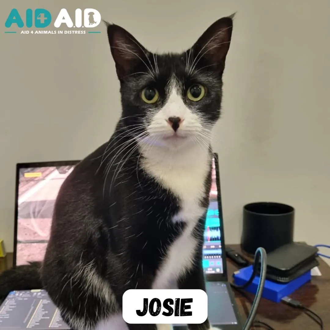 Josie, a DSH ( Black & White) looking for a home through Aid4Aid