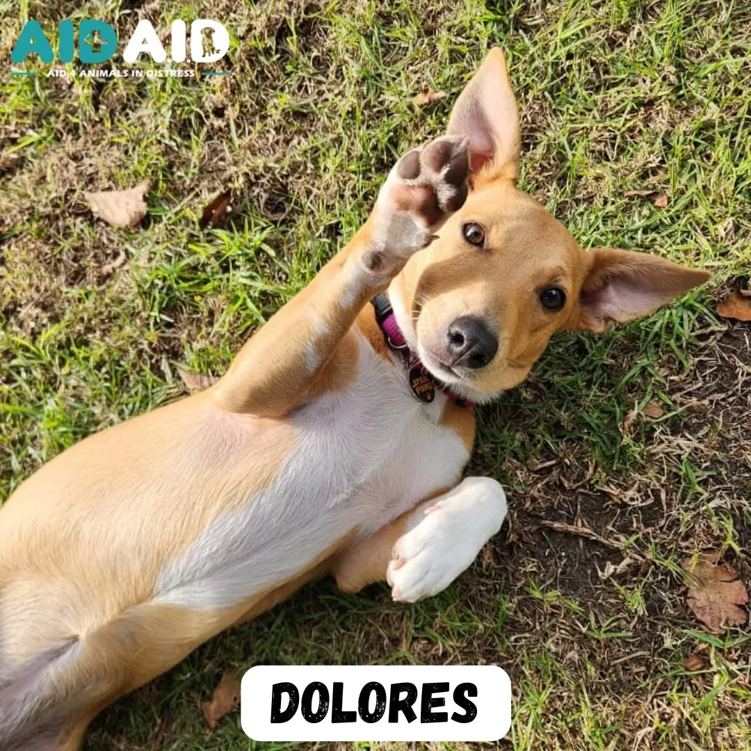Dolores, a Crossbreed (Beige & White) looking for a home through Aid4Aid