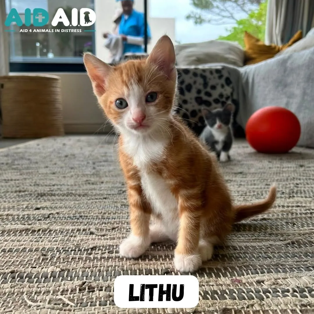 Lithu, a DSH (Ginger) looking for a home through Aid4Aid