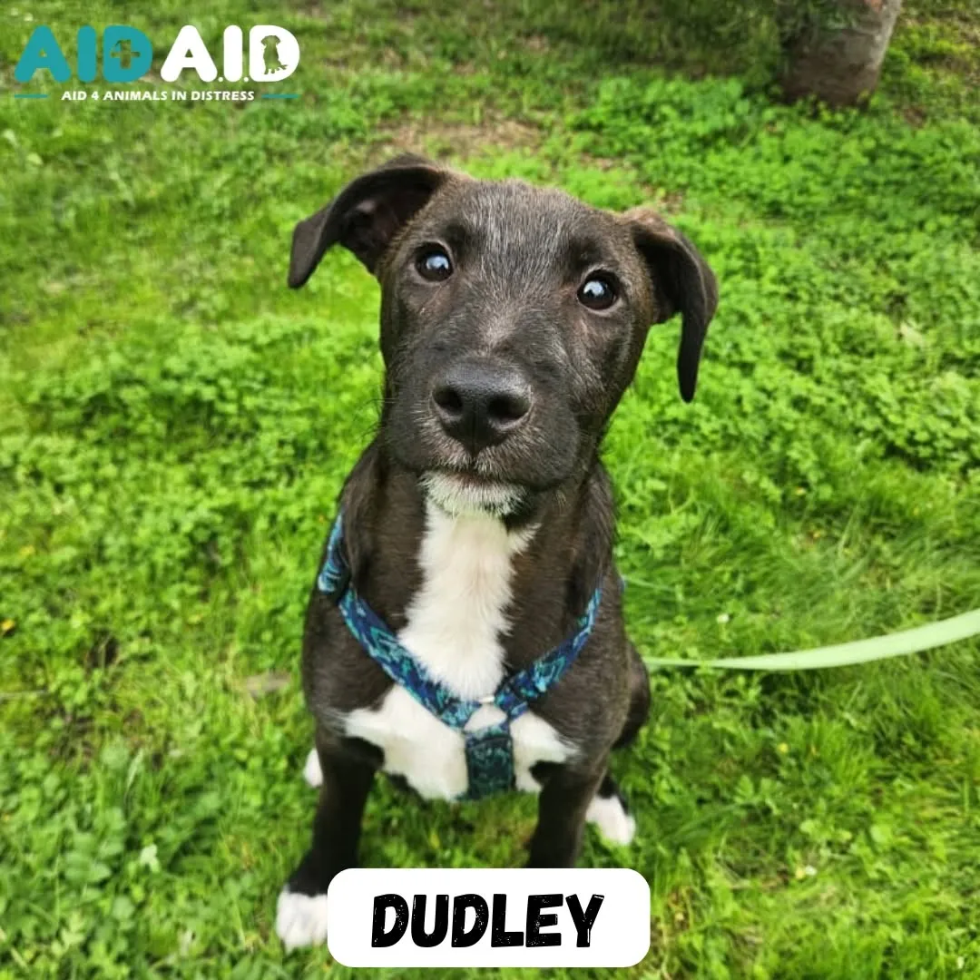 Dudley, a Crossbreed (Black & White) looking for a home through Aid4Aid