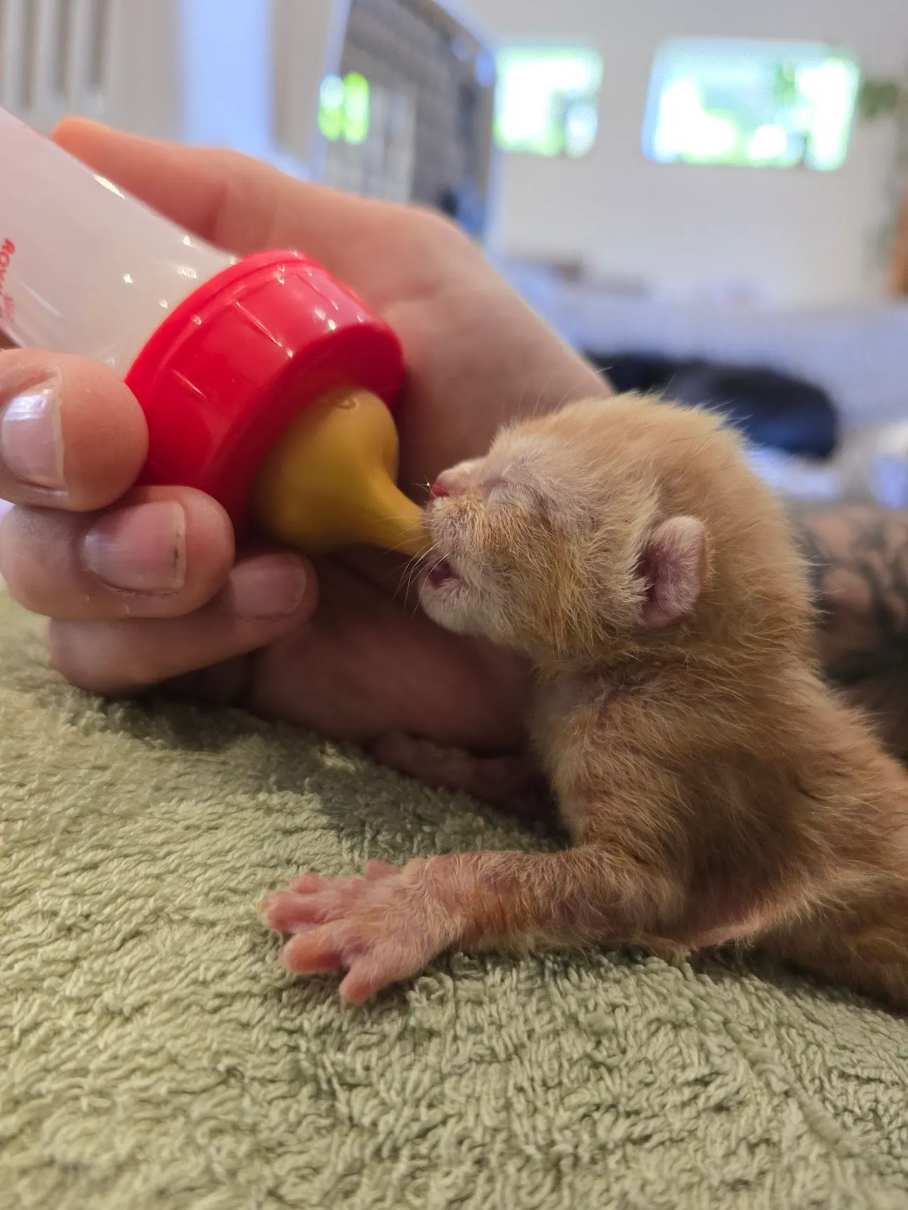 A days-old ginger kitten being bottle-fed by hand on a green towel.