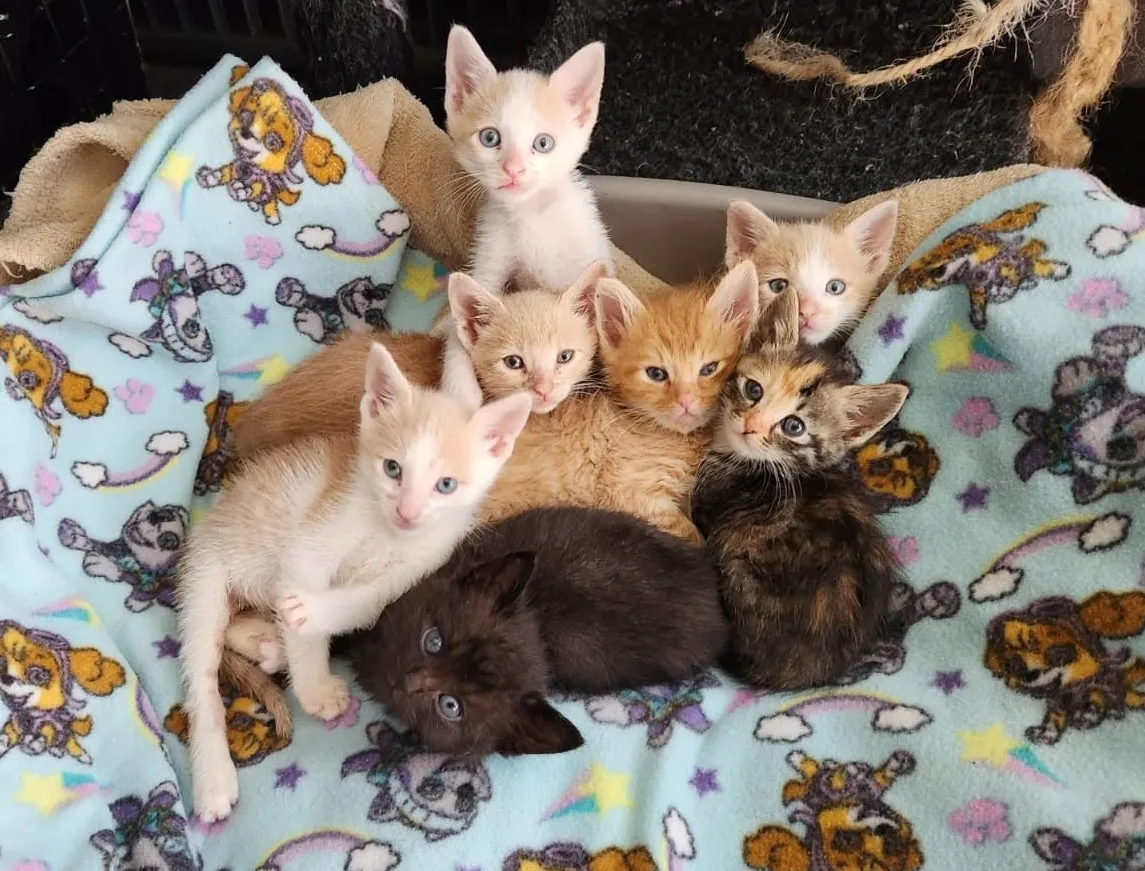 Seven rescued kittens huddled together on a fleece blanket in a foster basket.