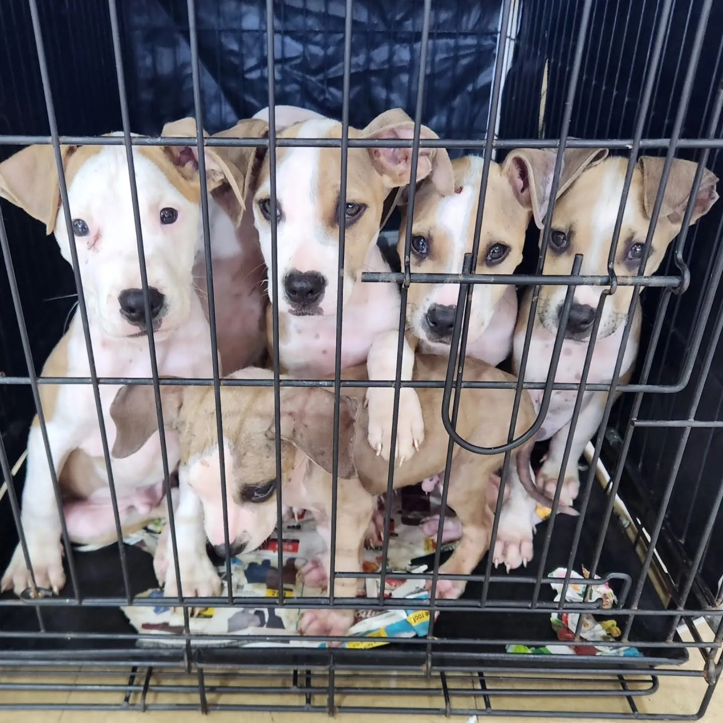 Five tan-and-white puppies waiting together in a crate at a sterilisation day.