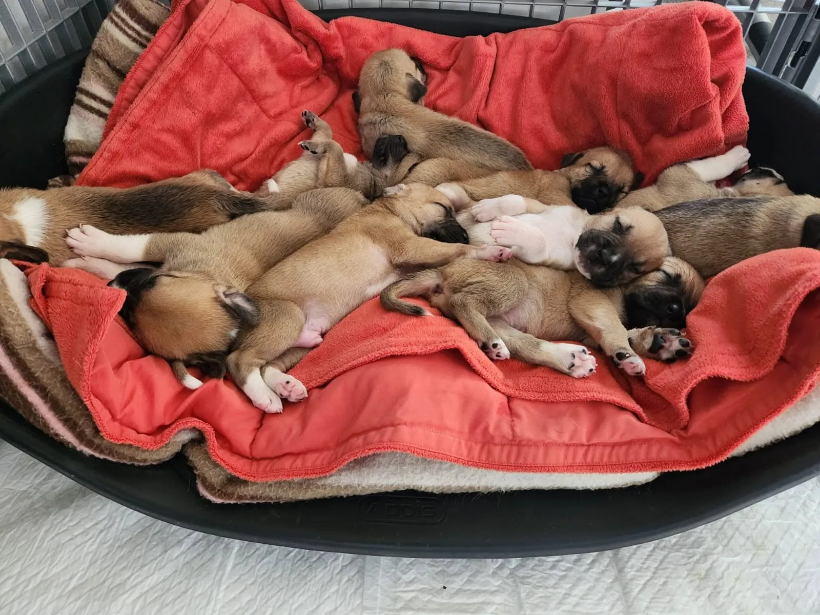 A litter of rescued puppies fast asleep in a heap on a red blanket in a foster bed.