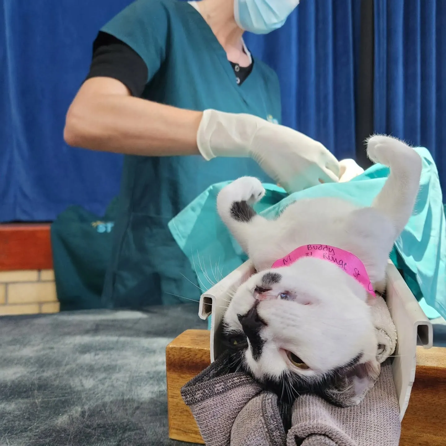 A vet in scrubs attending to a sedated black-and-white cat wearing a paper name collar.