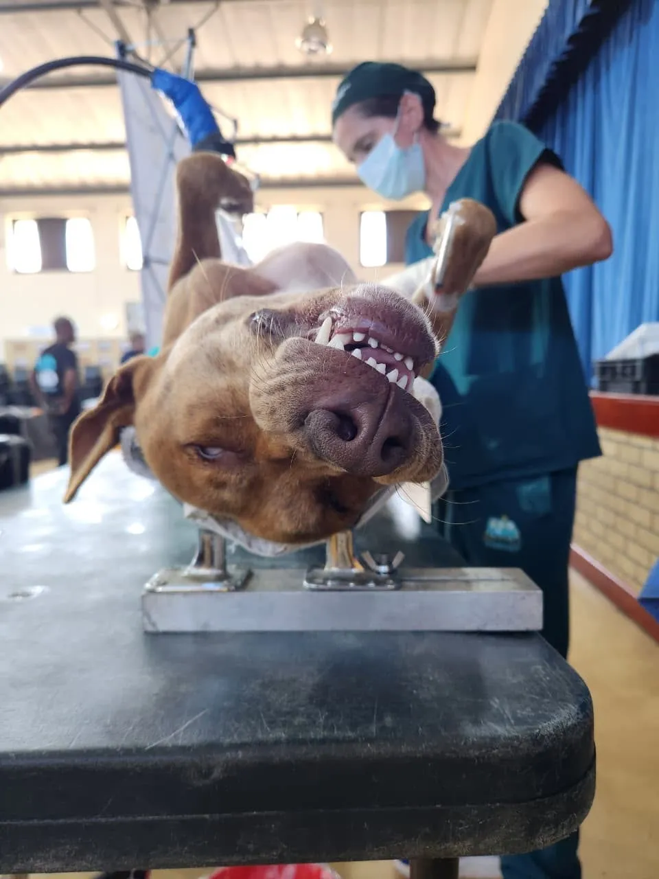A brown dog on the table at a mass sterilisation day, a vet in scrubs and mask working behind it.