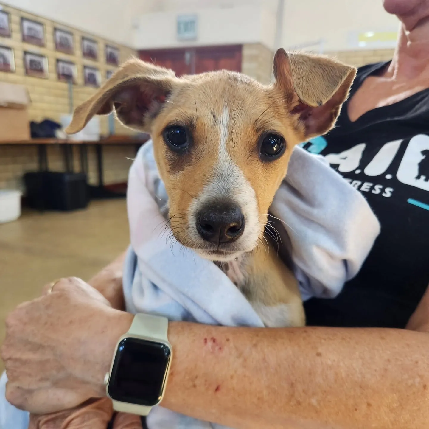 An Aid4Aid volunteer holding a tan-and-white puppy wrapped in a pale blue towel, in a school hall.