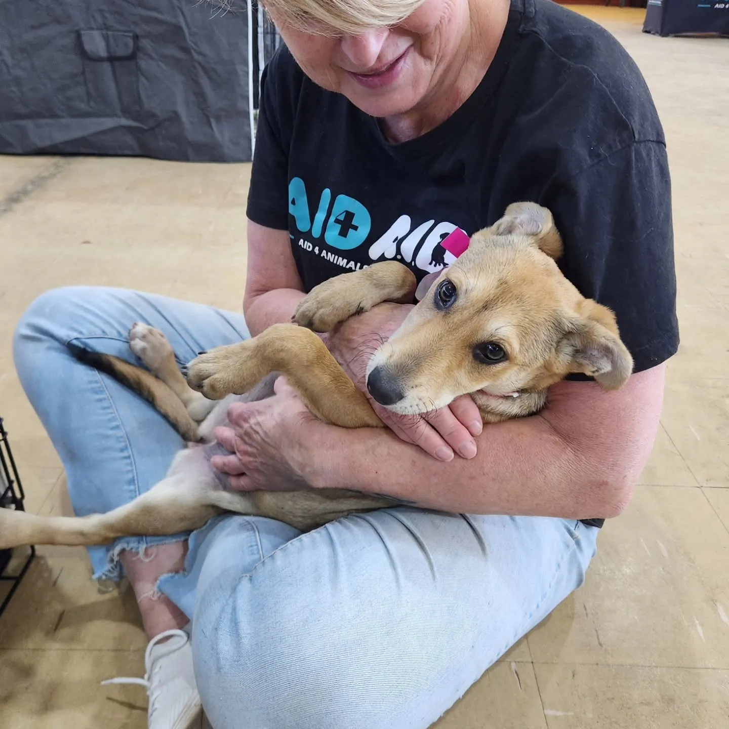 An Aid4Aid volunteer in a branded T-shirt sitting on the floor with a tan puppy curled up in her arms.
